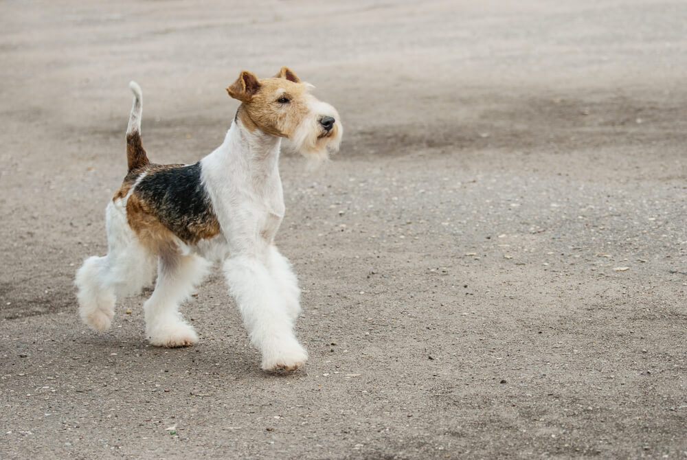Breed Wire Fox Terrier image