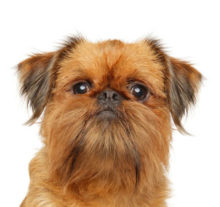 Breed Brussels Griffon image