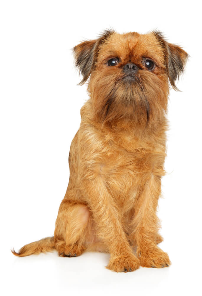 Breed Brussels Griffon image