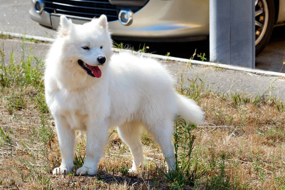 Breed American Eskimo Dog image