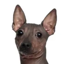 American Hairless Terrier head image