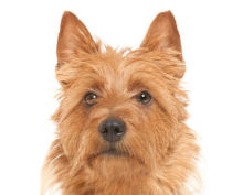 Australian Terrier head image