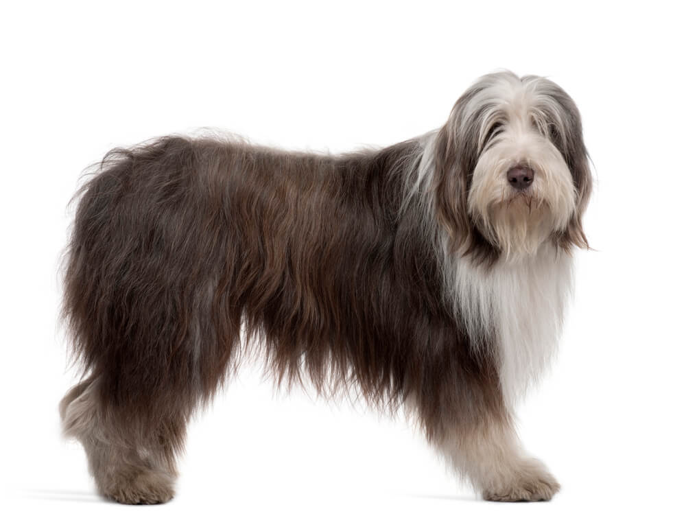 Breed Bearded Collie image
