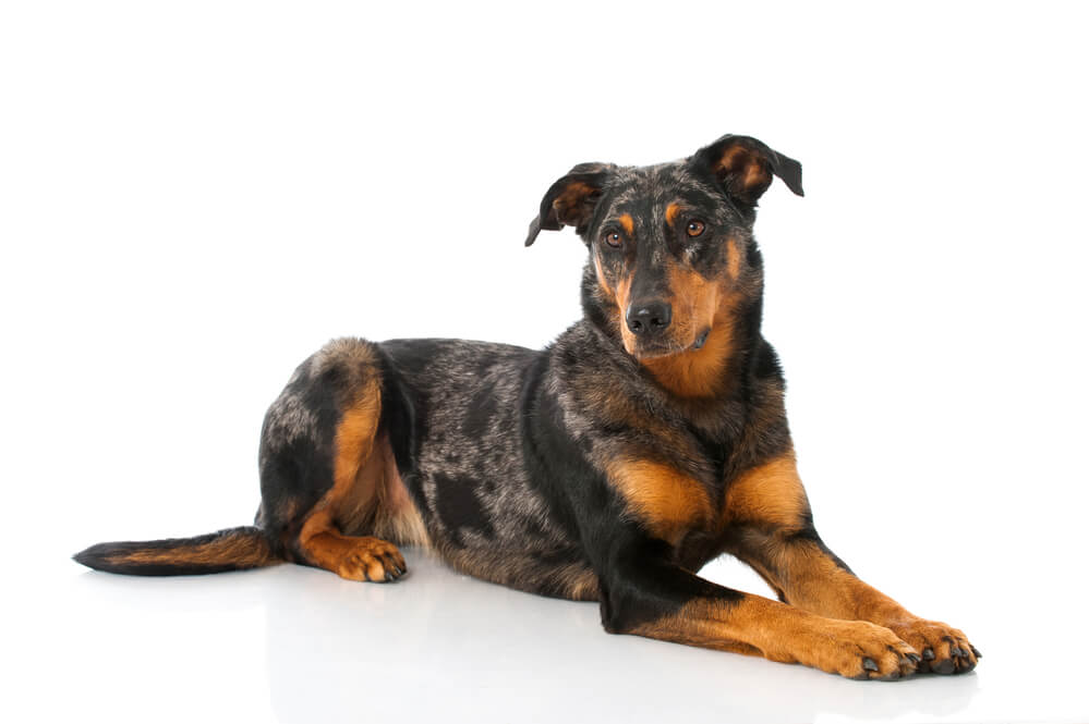 Breed Beauceron image