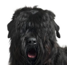 Breed Black Russian Terrier image