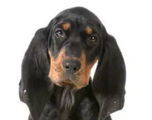 Black and Tan Coonhound head image