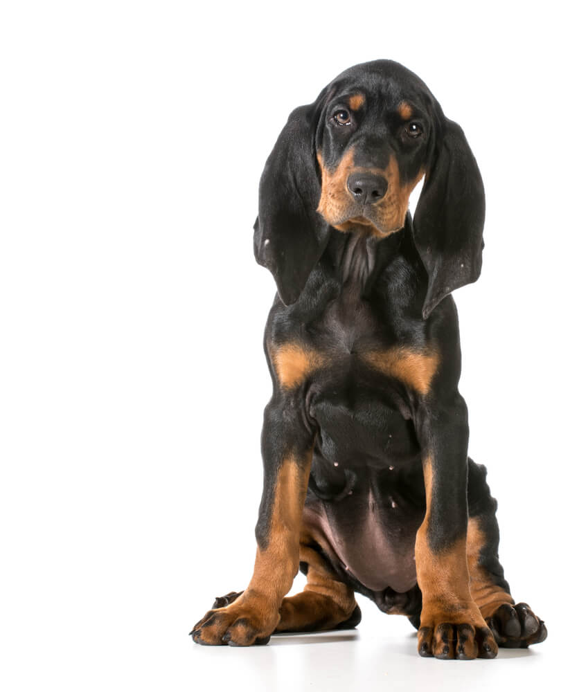Breed Black and Tan Coonhound image