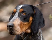 Bluetick Coonhound breed head image
