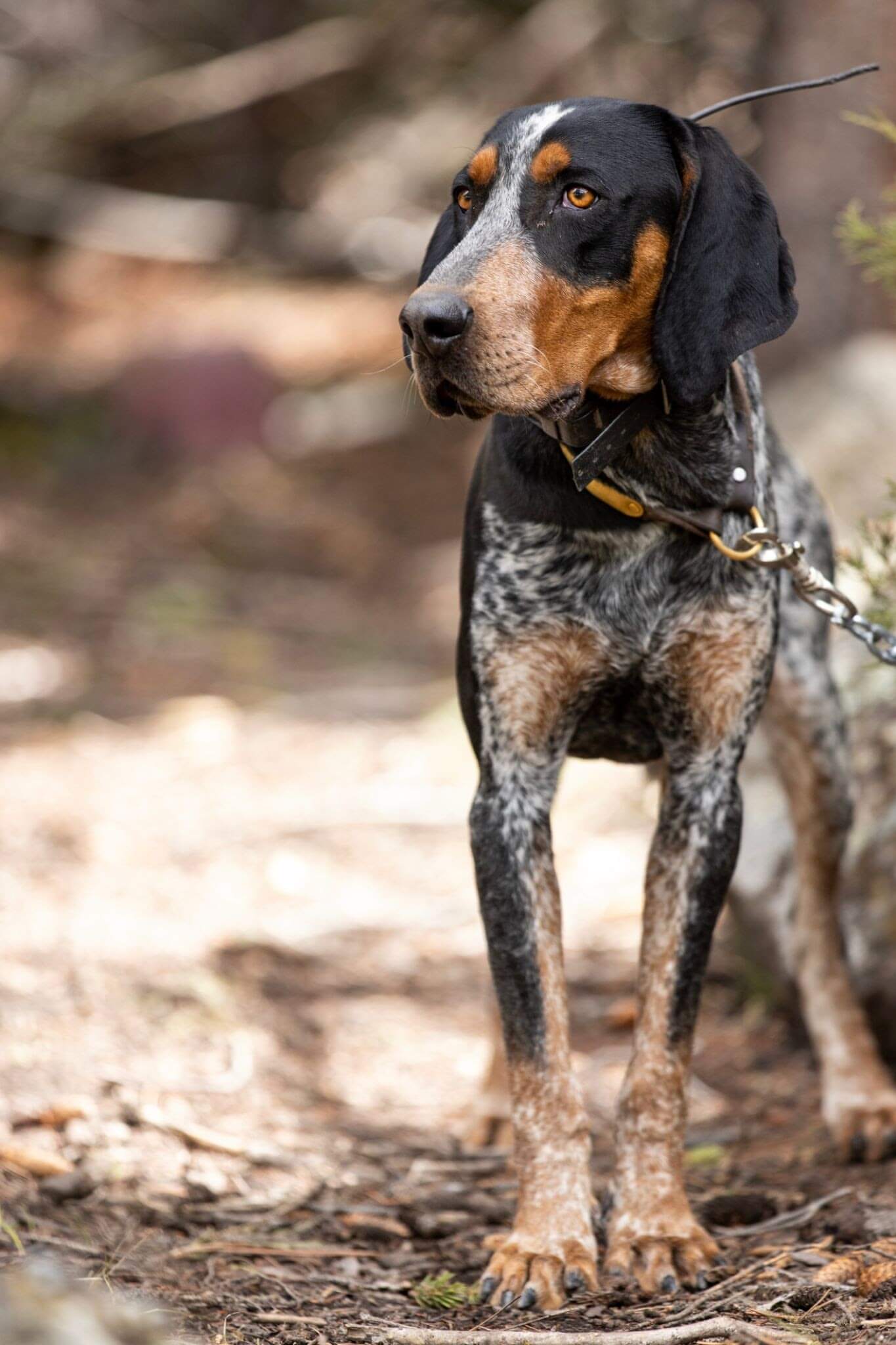 Breed Bluetick Coonhound image