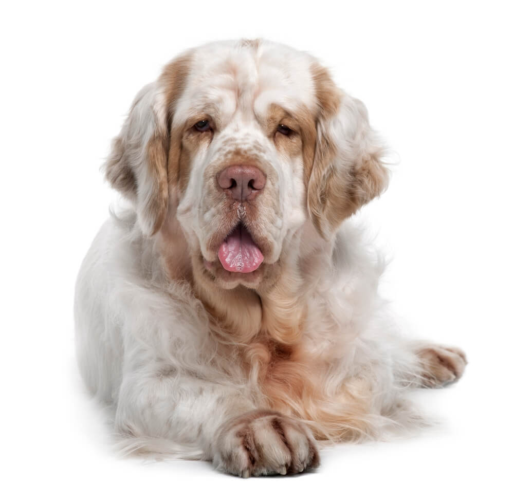 Breed Clumber Spaniel image