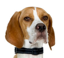 Pointer breed head image