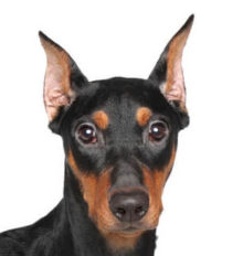 German Pinscher breed head image