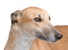 Greyhound head image