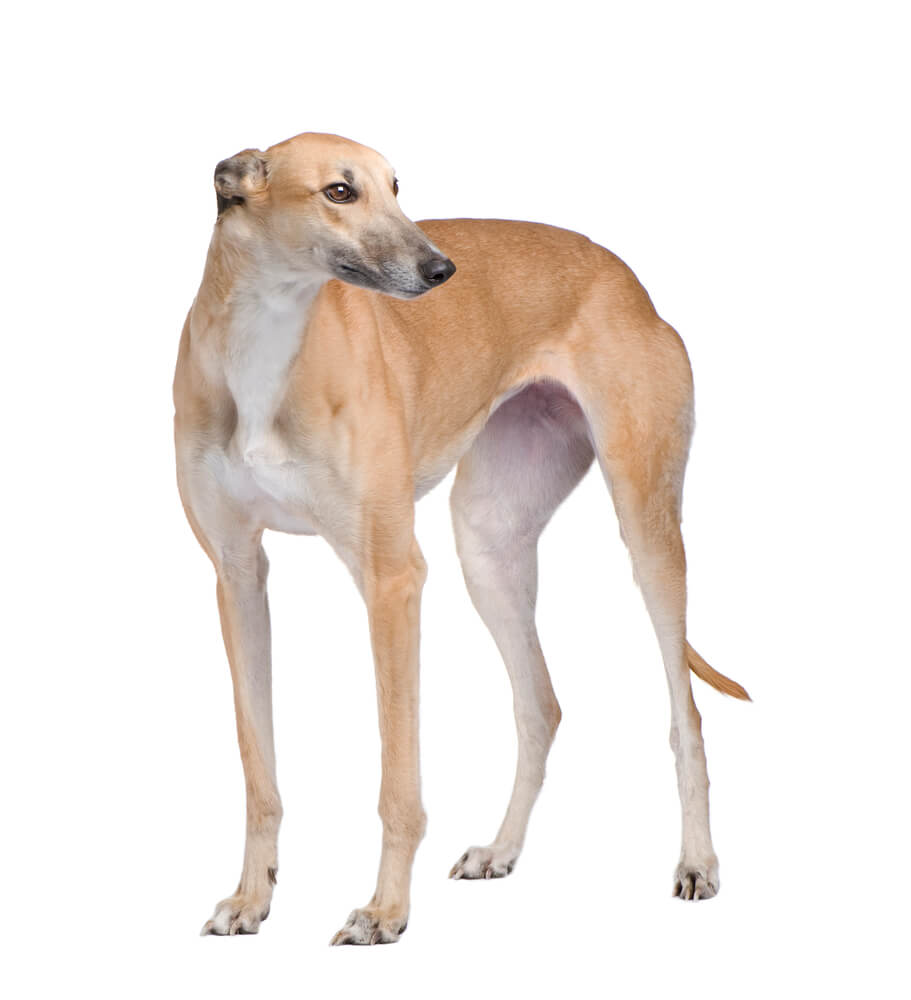 Breed Greyhound image