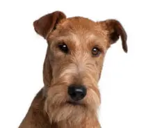 Breed Irish Terrier image