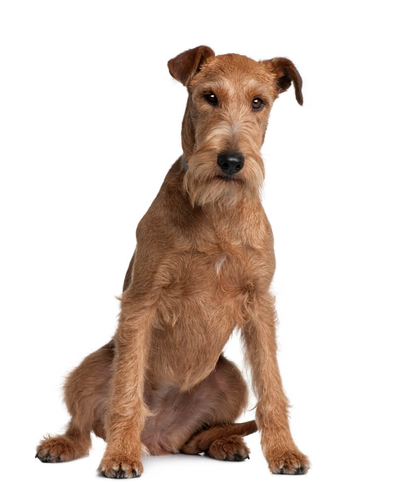 Breed Irish Terrier image