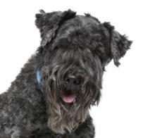 Kerry Blue Terrier head image