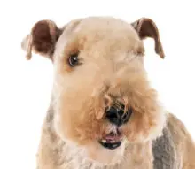 Lakeland Terrier head image