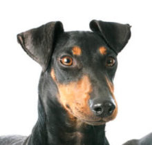 Manchester Terrier head image