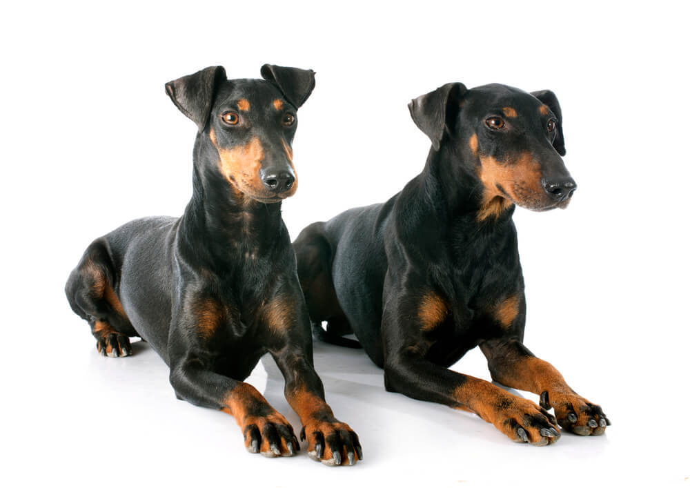 Breed Manchester Terrier image