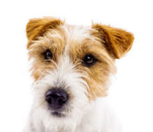 Parson Russell Terrier head image