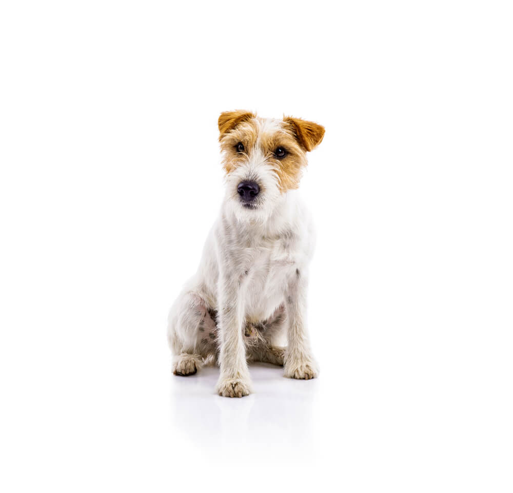 Breed Parson Russell Terrier image
