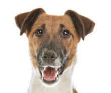 Smooth Fox Terrier head image