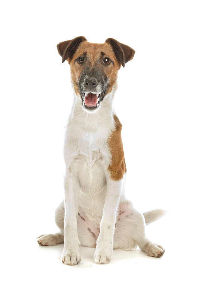 Breed Smooth Fox Terrier image