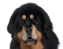 Tibetan Mastiff breed head image