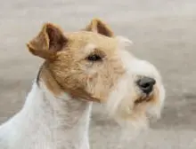 Wire Fox Terrier head image