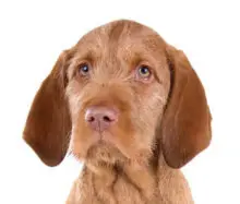 Wirehaired Vizsla breed head image