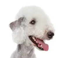 Bedlington Terrier head image