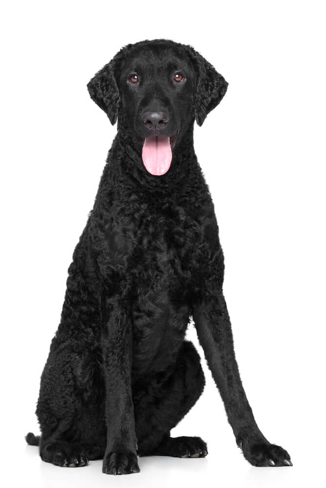 Breed Curly-Coated Retriever image