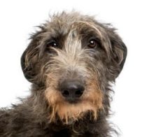 Scottish Deerhound breed head image
