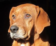 Redbone Coonhound head image
