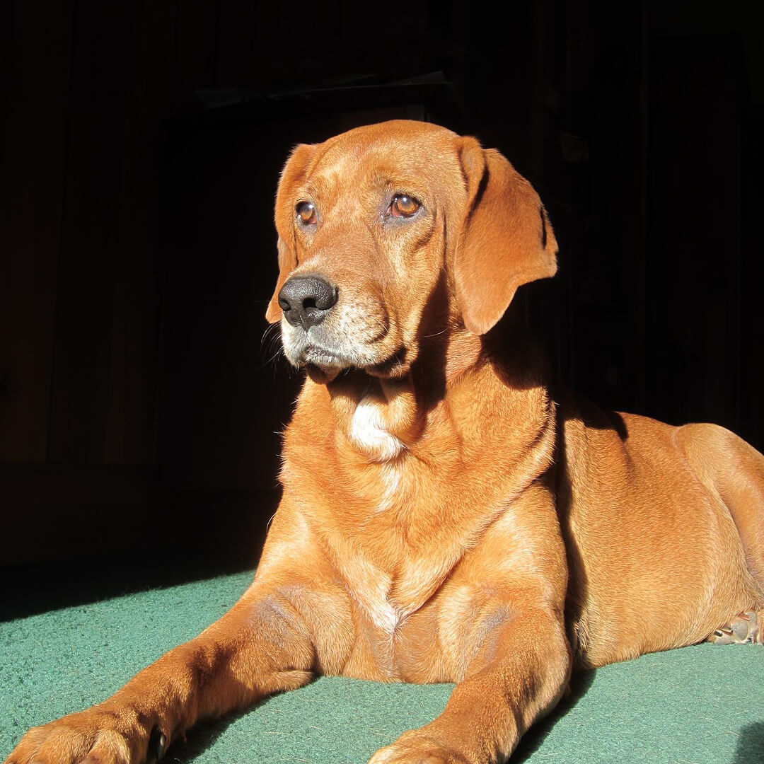 Breed Redbone Coonhound image