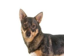 Swedish Vallhund breed head image