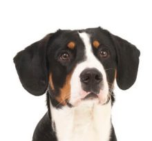Entlebucher Mountain Dog breed head image