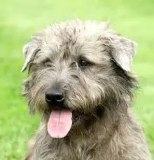 Glen of Imaal Terrier head image