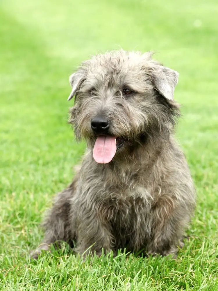 Breed Glen of Imaal Terrier image