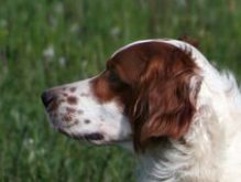 Irish Red and White Setter breed head image
