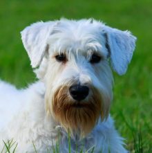Sealyham Terrier breed head image